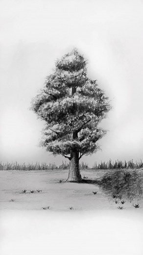 Hướng Dẫn Vẽ Cây Đơn Giản Bằng Bút Chì