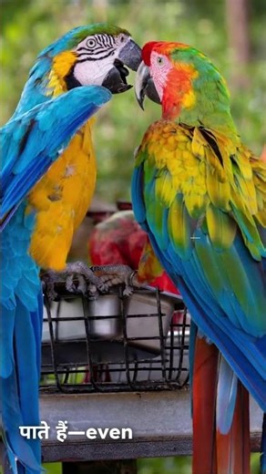 Parrots: Masters of Human Voice Mimicry!