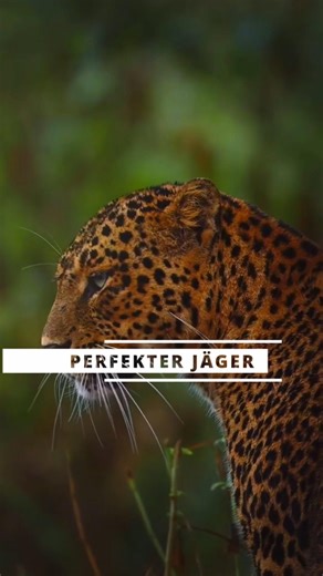 Leopard: Der lautlose Killer, den du nie siehst 😳 #leopard #raubtier