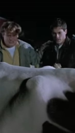 Many urban legends have sprung up in America's Dairyland. The one that has gained the most national acclaim is probably cow tipping. The myth is likely predicated on two factors. The first was the lack of entertainment options in small rural communities. Secondly, the nature of cows, at least to outsiders, is their slow moving and docile nature. As well as their ability to fall asleep while standing up. If tipped over, much like a turtle on its back, a cow can't right itself. The other myth band