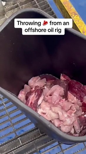 Shark Feeding Frenzy at Offshore Oil Rig!