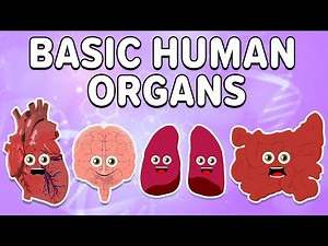 All About The Basic Human Organs! | KLT Anatomy
