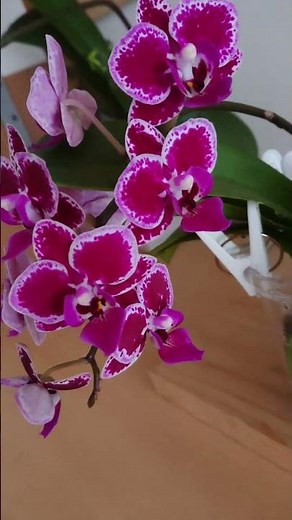 花が終わった胡蝶蘭を水栽培に切り替えして１年半後
