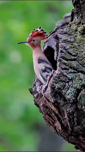 Eurasian hoopoe family | Nature And Wildlife