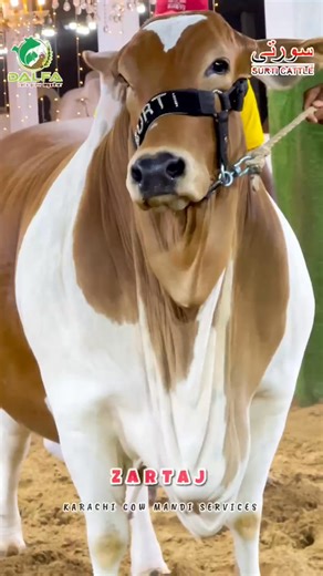 73 reactions · 14 comments | Surti Cattle Farm 2025  “ZARTAJ”  ‎اَلْحَمْدُلِلّه ‎ We Don’t Follow Trends Instead We’re Trendsetters Best Farmer of the Year 2024/25 By DALFA  | Karachi Cow Mandi Services | Facebook