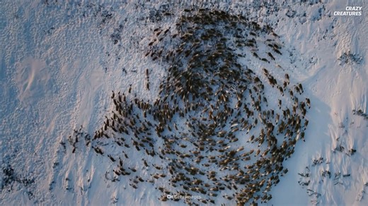 Watch what happens when thousands of reindeer begin spinning as one
