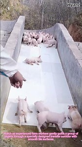 Efficient Piglet Transfer on Special Tile Passage | Modern Livestock Farming