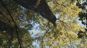 18K views · 178 reactions | Our official Aftermovie has landed! Thanks once again to all you beautiful mermaids, lost boys and pirates for making this year so special! Preparations for next year are already underway, and limited earlybird tickets are available now for £79! Don't miss out! leefest.org/tickets | Neverworld | Facebook