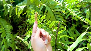 A hand points to a cicada shell amidst vibrant green foliage, highlighting nature's delicate details