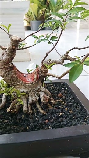 belajar bonsai || program bonsai mame anting putri #bonsai #winatabonsai #bonsaitree #anput #mame