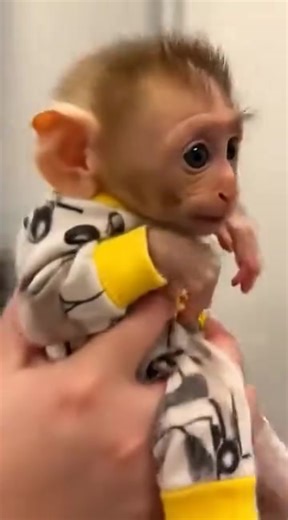 Ryan monkey (@ryan.monkey8)’s videos with original sound - Tiny teacup chihuahua puppies