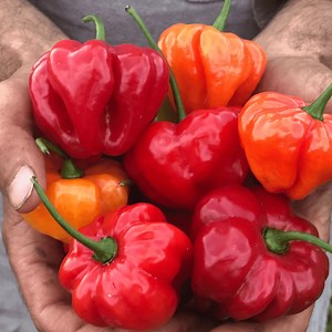 Aji Dulce Pepper - Fruition Seeds