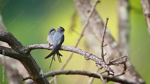 Crested Treeswift couple in Ella, Sri Lanka - specie Hemiprocne coronata family of Apodidae