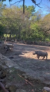 20K views · 796 reactions | Zumi was engaged in a game of Follow the...