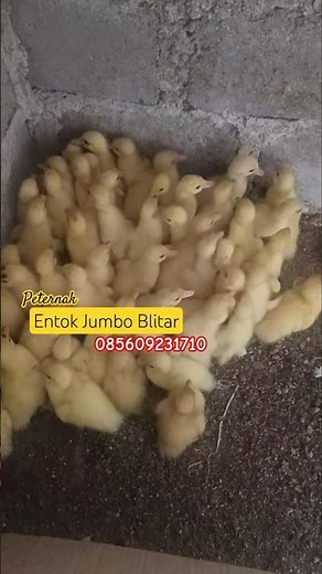 Peternak modern‼️Usaha rumahan paling dicari #entok #duck #ayam #chicken #ternak
