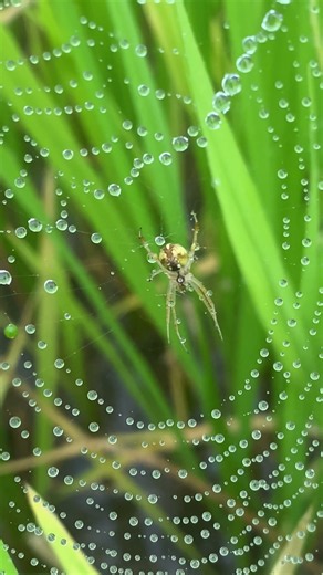 Nature’s Jewels: Dew-Covered Spiderweb 🕸️ #shorts 🕷️