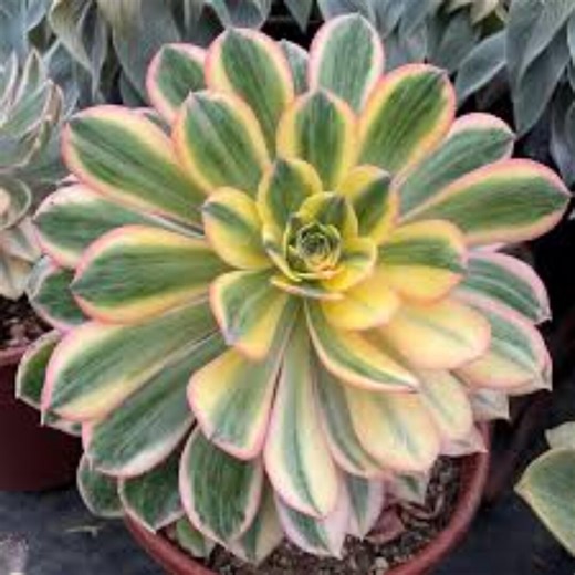Aeonium ‘sunburst’ Live Succulent Variegated Rosette Plant Colorful Houseplant in 4” Pot - Etsy