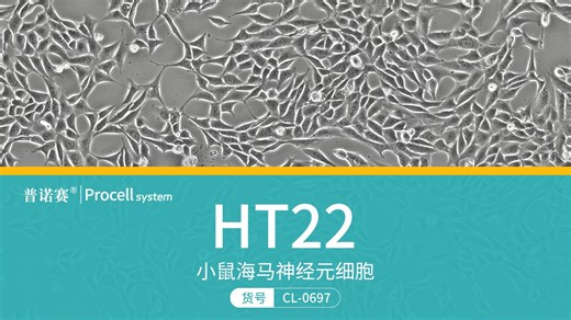 HT22（小鼠海马神经元细胞）