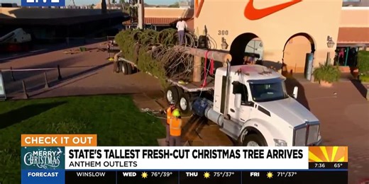 Arizona's tallest fresh-cut Christmas tree arrives