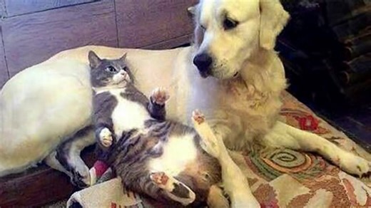 Funniest dog and cat antics of the week