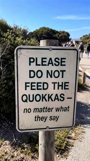 I’d be inviting that thing over for Thanksgiving… | quokkas