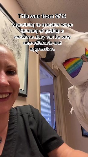 Understanding Galah, Black, and Red Tailed Cockatoos