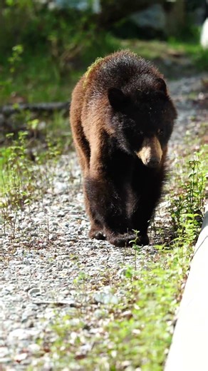 bud the bear