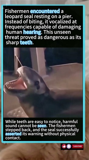 Leopard Seal’s Sonic Threat: Sound Can Harm Hearing, Not Just Bites #wildliferescue