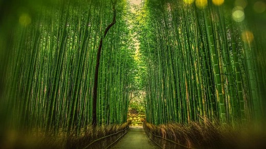 Bamboo could be a game changer in renewable energy. Here's how