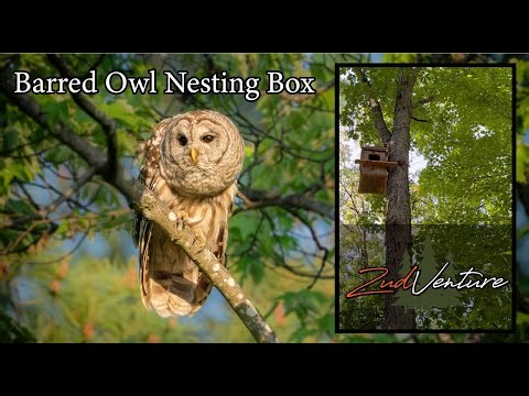 Barred owl nesting box