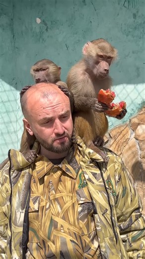 Ah so fun monkey Lucy and Maya sitting for eating🥰🌷 | Monkeys TV