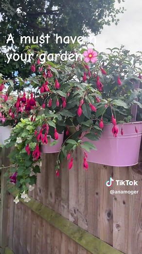 Discover Stunning Hardy Fuchsia Varieties for Your Garden