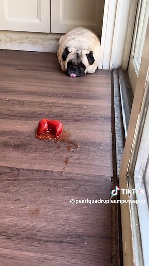 The Hairy Fairy: A Pile of Hair with Teeth 🦷 | Pug Dog