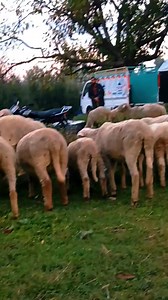 Sheep 🐏🐑 view | Mountain Tours