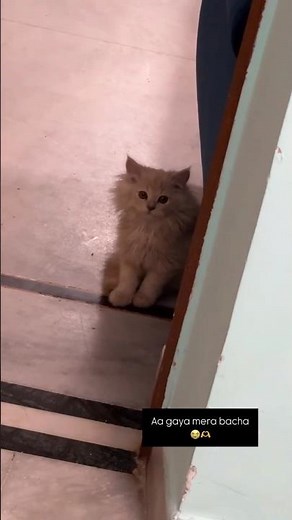 Aa Gaya Mera Cookie | COOKIE KYU MILI | Aayu and Pihu Show | Video Credit- ‎‎‎@AayuandPihuShow