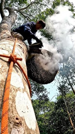A large wild bee hive with juicy nectar. #bees #honey #beehunting #villagelifestyle #hunting #bee