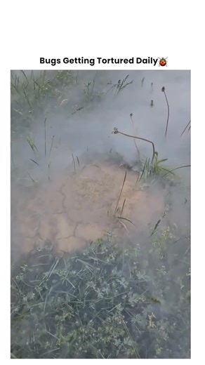 Bugs Getting Tortured 🪲 on Instagram: "When That Uninvited Guest Gets Exactly What It Deserves 🔥🪲 It invaded the wrong space at the wrong time. Now it’s facing the consequences of crossing the line into human territory. 💥 The discovery: Spotted crawling where it shouldn’t be. 💥 The decision: No mercy for home invaders. 💥 The method: Creative justice for the tiny intruder. 💥 The result: One less pest to worry about. The truth? Some creatures just aren’t welcome in our spaces. When they cro