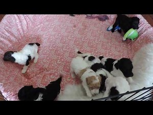 Australian Labradoodle Puppies for Adoption