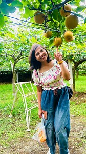 245K views · 18K reactions | ಜಪಾನಲ್ಲಿ ಮರಸೇಬಿನ ತೋಟ Pear picking in Japan | Shwetha Aradhya | Facebook
