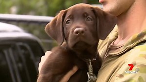 10K views · 113 reactions | Special moment between a chocolate Labrador and an Army member amid the flooding emergency in North Queensland. www.7plus.com.au/news #7News | 7NEWS Townsville | Facebook
