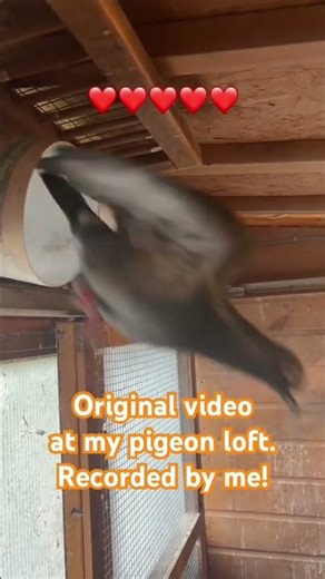 PVC pipe trap for racing pigeons.