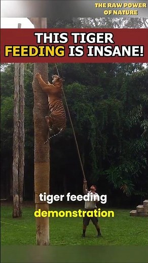 Tiger Climbs For Meat - Explanation