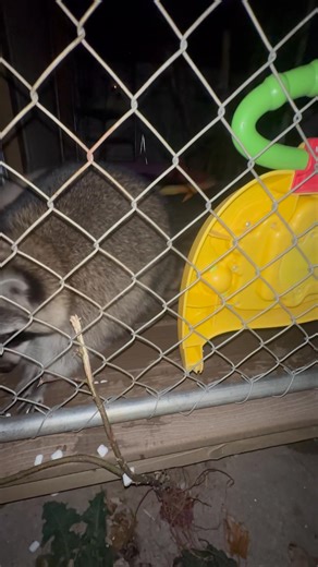 Tiny Acres Farms on Reels | Facebook