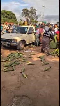 African village women traders hustling, buying fresh maize #shorts #shortsfeed #fypシ