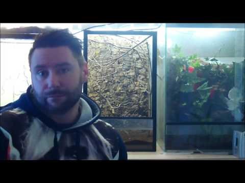 Terrarium einrichten für eine Gottesanbeterin