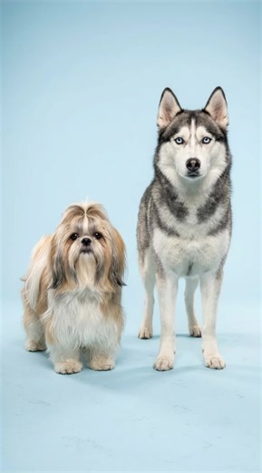 Shih Tzu Mixed Breeds: Unique Combinations Revealed!