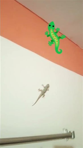 tiktiki sound #lizard #gecko #animals #funny #viral #short #tiktikirun