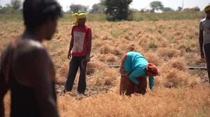 Nagpur Maharashtra India March 2024 Indian Farmer Harvesting Crops Agriculture