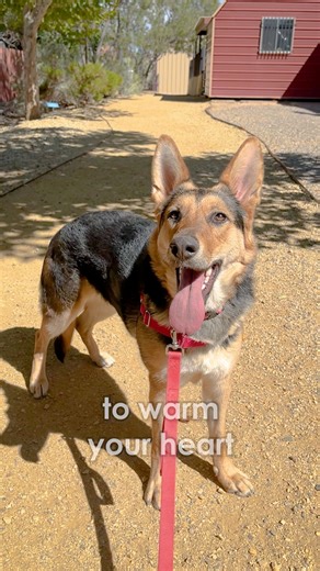 She’ll noodle her way into your heart ❤️🐾 Our Radio Lobo Pet of the Week, Ramen (A#81998), has a soft spot for fetch and gentle pets. First arriving at AHNM in March, this sweet Shepherd is eager for a fresh start. Ramen is available to adopt at Animal Humane New Mexico’s Main Campus Location! #PetOfTheWeek #shepherddog #adoptdontshop #ahnm #animalhumanenm #ramen | Animal Humane New Mexico