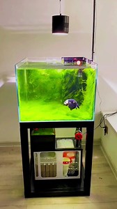 1.2M views · 6.3K reactions | Share an amazing green algae fish tank#jyaquarium | J&Y Aquarium | Facebook